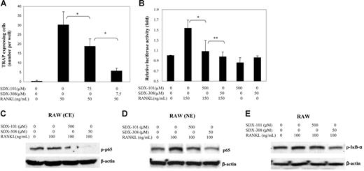 Figure 6. SDX-101 and SDX-308 inhibit RANKL-induced osteoclast formation and NF-κB activation in RAW 264.7 cells. (A) RAW cells (1 × 104 per well) were cultured in the presence of RANKL (50 ng/mL), and drug vehicle, SDX-101, or SDX-308 was added to appropriate wells. After 5 days, the cells were fixed and stained for TRAP activity. TRAP+ multinucleated (> 3 nuclei) cells were recorded for each well. Data are the mean ± SD of at least 3 measurements. (B) RAW cells, transiently transfected with the 3kB-Luc-SV40 reporter gene, were treated with SDX-101, SDX-308, or vehicle in the presence or absence of RANKL. Luciferase activity was determined 8 hours after RANKL stimulation (150 ng/mL). *Significant difference from RNAKL-treated only (P < .05). (C-D) Raw cells were incubated with drug vehicle, SDX-101, or SDX-308 for 1 hour, treated with RANKL (100 ng/mL) for 30 minutes, and then lysed. Nuclear extracts (NE) and cytoplasmic extracts (CE) were prepared using a commercial kit (Pierce, Rockford, IL). Phospho-p65 in CE and p65 in NE were detected by Western blot assay. (E) Phospho-IκB-α was detected in whole cell lysates of RAW cells by Western blot analysis. (C-E) β-Actin served as loading control.