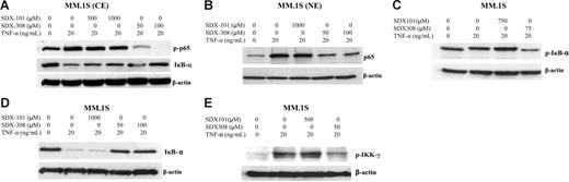 Figure 7. SDX-308 inhibits NF-κB activation signaling in MM cell line MM.1S cells. MM.1S MM cells were incubated with drug vehicle, SDX-101, or SDX-308 for 1 hour, treated with TNF-α (20 ng/mL) for 15 minutes, and then lysed. NE and CE were prepared as described in Figure 6. (A-B) Phospho-p65 and IκB-α in CE and p65 in NE were detected by Western blot assay. (C-E) MM.1S cells were treated with drug vehicle, SDX-101, and SDX-308 for 1 hour and then stimulated by TNF-α in the presence of calyculin A (50 nM) for 15 minutes. Phospho-IκB-α, IκB-α, and phospho-IKK-γ in whole cell lysates were detected using the respective antibody. (A-E) β-Actin served as loading control.