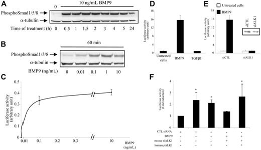 Figure 1. BMP9 activates the Smad1/5/8 pathway in HMVEC-d's. (A-B) HMVEC-d's were treated with BMP9 for different times and at different concentrations. Cell lysates (20 μg proteins) were resolved on a 10% SDS–polyacrylamide gel, and immunoblotted with antibodies against phospho-Smad1/5/8 or against α-tubulin. (C-D) HMVEC-d's were transiently transfected with pGL3(BRE)-luc and pRL-TK-luc. After 4 hours, cells were treated with different concentrations of BMP9 (0.01, 0.1, 1, or 10 ng/mL) in panel C and BMP9 (1 ng/mL) or TGFβ1 (1 ng/mL) in panel D for 15 hours. (E) HMVEC-d cells were transiently transfected with hALK1 siRNAs or control (CTL) siRNA together with pGL3(BRE)-luc and pRL-TK-luc. After 4 hours, cells were treated with BMP9 (1 ng/mL) for 15 hours. The luciferase activities were then measured as described in “Materials and methods.” The relative firefly luciferase activity was normalized to renilla luciferase activity. Data shown in panels C-E are representative of 1 experiment ± SD of 3. Inset in panel E represents ALK1 protein level revealed by Western blotting with an anti-ALK1 antibody after immunoprecipitation with another antibody directed against ALK1 of 500 μg total protein obtained from cells treated 48 hours with control siRNA or ALK1 siRNA. (F) H5V cells were transiently transfected with mALK1 siRNAs or CTL siRNA together with pGL3(BRE)-luc or pRL-TK-luc, with or without human pALK1. After 4 hours, cells were treated with BMP9 (0.1 ng/mL) for 15 hours. The firefly luciferase activity was normalized to renilla luciferase activity. Results are the mean ± SE of 3 experiments; *P < .05.