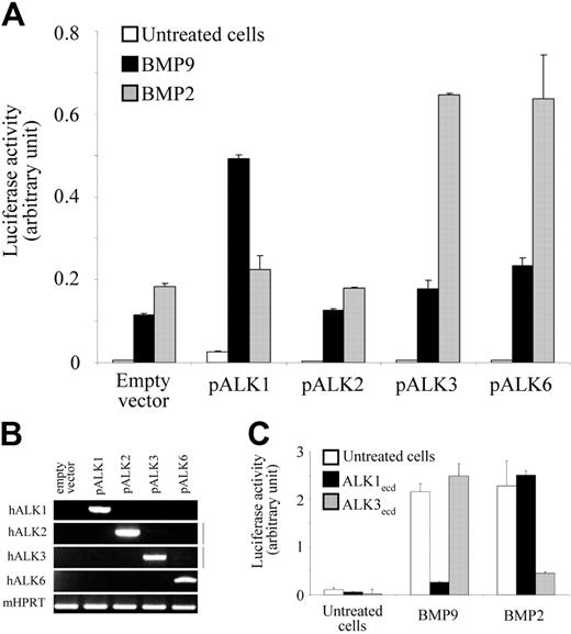 Figure 2. BMP9 activation of the BRE promoter is specific for ALK1. (A) NIH-3T3 cells were transiently transfected with pGL3(BRE)-luc and pRL-TK-luc and either pCDNA3 empty vector, pALK1, pALK2, pALK3, or pALK6 plasmids. After 4 hours, cells were treated with BMP9 (0.5 ng/mL) or BMP2 (50 ng/mL) for 15 hours. (B) Overexpression of the different human ALK receptor transcripts in transfected cells were controlled using semiquantitative RT-PCR. mHPRT was amplified to normalize for the amount of RNA used as starting material. (C) NIH-3T3 cells were transiently transfected with pGL3(BRE)2-luc and pRL-TK-luc. After 4 hours, cells were treated with BMP9 (0.5 ng/mL) or BMP2 (50 ng/mL) in the presence or absence of ALK1ecd or ALK3ecd (6-fold molar excess over respective BMP9 or BMP2 concentrations) for 15 hours. The luciferase activities were then measured as described in “Materials and methods.” The firefly luciferase activity was normalized to renilla luciferase activity. (A-C) Data show 1 representative experiment ± SD of 3.