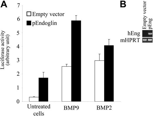 Figure 4. Endoglin overexpression increases the BMP9 response. (A) NIH-3T3 cells were transiently transfected with pGL3(BRE)-luc, pRL-TK-luc, pALK1, and either pCDNA3 empty vector or pEndoglin. After 4 hours, cells were treated with BMP9 (0.03 ng/mL) or BMP2 (10 ng/mL) for 15 hours. The firefly luciferase activity was normalized to renilla luciferase activity. Results are presented as mean values ± SD. (B) Overexpression of human endoglin transcripts in transfected cells was controlled using semiquantitative PCR. mHPRT was amplified to normalize for the amount of RNA used as starting material.