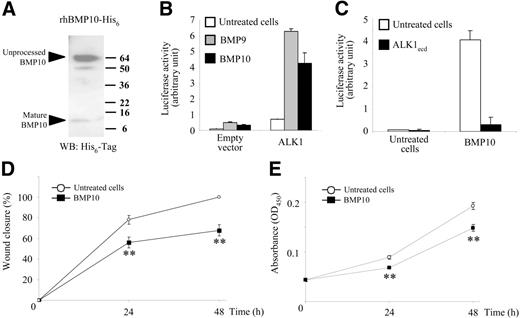 Figure 6. BMP10 is also an activator of ALK1. (A) BMP10 with an N-terminal His6 tag was purified from conditioned medium of 293T cells using metal chelate chromatography. BMP10 was electrophoresed on polyacrylamide gels under reducing conditions and detected by immunoblotting using antibodies against polyhistidine (His6). (B-C) NIH-3T3 cells were transiently transfected with pGL3(BRE)-luc, pRL-TK-luc, and either pCDNA3 empty vector or pALK1. After 4 hours, cells were treated with BMP9 (0.1 ng/mL) or BMP10 (10 ng/mL) in the presence or absence of ALK1ecd (15-fold molar excess over BMP10 concentrations) for 15 hours. The firefly luciferase activity was normalized to renilla luciferase activity. Results are presented as mean values ± SD. (D) HMVEC-d monolayers were scratched to create a wound and incubated under low serum concentration (0.5% FBS) in the presence or absence of BMP10 (100 ng/mL). At time 0, 24, and 48 hours after wounding, the cells were observed by phase-contrast microscopy and photographed. Results from 1 representative experiment of 3 are presented as the percent of wound closure at different times after wounding ± SE. (E) HMVEC-d's were treated for 24 and 48 hours with BMP10 (100 ng/mL) in 5% FBS. The quantity of viable cells was determined using the WST-1 assay. Results from 1 representative experiment of 3 are expressed as absorbance (OD450) ± SE. (D-E) **P < .01.