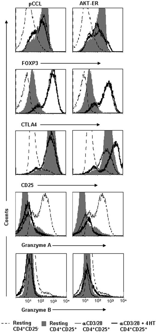 Figure 5. Enhanced AKT activity in CD4+CD25+ Treg cells does not reduce expression of FOXP3, CTLA-4, CD25, or granzymes A or B. AKT-ER– (or control pCCL-) transduced CD4+CD25+ Treg cells or CD4+CD25− T cells were activated with αCD3/CD28 mAbs in the presence of either vehicle alone (EtOH) or 4HT (150 nM). After 48 hours, cells were stained for CD25, CTLA-4, FOXP3, and granzyme A and B. Unstimulated CD4+CD25+ and CD4+CD25− T-cell lines are included for comparison. A single representative experiment of 4 is depicted.