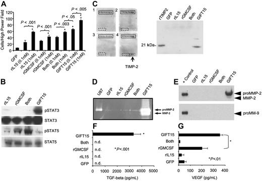 Figure 3. Peritoneal macrophage responses following GIFT15 treatment. (A) In vitro macrophage migration assay. Peritoneal macrophages were plated for 18 hours in transwell plates with lower chambers filled in triplicate with cytokines at increasing molarities. The cells on the bottom filters of 10 high-power fields (× 400) were counted for each well, and the results are depicted as mean cell number per high-power field ± SED. (B) STAT3/STAT5 phosphorylation in peritoneal macrophages. Macrophages (106) were stimulated for 15 minutes with 30 pmol rIL-15, rGMCSF, or both cytokines inoculated in B16-GFP CM or with B16-GIFT15 CM, and cell lysate was probed for phosphorylated STAT3/STAT5. Total STAT3 or STAT5 protein was used as loading control. (C) TIMP-2 secretion from GIFT15-treated macrophages. Peritoneal macrophages treated with 30 pmol cytokines in serum-free media were incubated for 72 hours and media tested by angiogenic protein arrays (U87 supernatant was used as positive control). TIMP-2 detection was further confirmed by WB (+ control is either rMMP2 or rMMP9). (D) GIFT15 treatment induces the secretion and activation of MMP2. Macrophages (106) were deprived of serum and cultured with 30 pmol cytokines. Gelatin zymography was performed, and the hydrolytic activity of MMP-2 was assessed. (E) A confirmation by WB was performed to verify that MMP-2 but not MMP-9 was indeed induced by GIFT15. (F) Macrophage treatments with GIFT15 induce active TGF-β. Serum-free supernatant collected from macrophages treated with 30 pmol cytokines was assessed for the presence of active TGF-β, and only the GIFT15 group led to its detection. (G) GIFT15-treated macrophages led to VEGF secretion. Stimulated peritoneal macrophages treated as previously mentioned were assessed by ELISA for the secretion of VEGF. Even though GMCSF led to modest secretion of VEGF, the GIFT15-treated group had a higher concentration than the remaining groups. Results are shown as mean ± SED (n = 3).