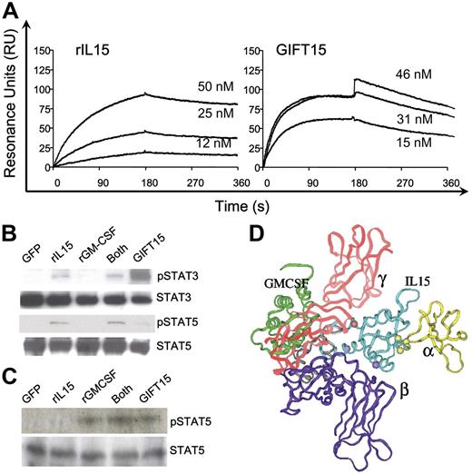 Figure 4. GIFT15 and receptor-mediated signaling. (A) BIAcore analysis of IL-15Rα chain interaction with rIL-15 and purified GIFT15. Representative sensorgrams for the binding of (A) 12, 25, or 50 nM rIL-15 or (B) 15, 31, or 46 nM purified GIFT15 to 1300 RU rIL-15Rα–Fc as detected by SPR. (B) GIFT15-induced phosphorylation of STAT3/5 protein. Splenocytes (106) were stimulated for 15 minutes with 30 pmol rIL-15, rGMCSF, or both cytokines inoculated in B16-GFP CM or with B16-GIFT15 CM, and cell lysate was probed for phosphorylated STAT3/STAT5. Total STAT3 or STAT5 protein was used as loading control. GIFT15-induced phosphorylation of STAT5 protein. (C) GMCSFR-mediated signaling. JAWS-II cells (106) were stimulated as performed previously with primary splenocytes, and cell lysate was probed for phosphorylated STAT5. Total STAT5 protein was used as loading control. (D) Structural model of GIFT15 (green, gray, and cyan ribbon) complexed with IL-15Rα (yellow ribbon), IL-2β (purple ribbon), and IL-2Rγ (red ribbon).
