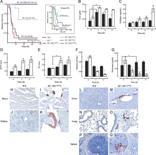 Figure 1. Low levels of PC predispose mice to LPS-induced lethality. Survival of transgenic mice stably expressing various low levels of endogenous PC following LPS challenge at 2 μg/g (A) or 10 μg/g (inset). Endogenous PC plasma concentrations are represented as percent of WT levels. Induction of TAT (B) and D-dimer (C) levels at various times after LPS (2 μg/g) administration in WT (▪) and PC−/−(PCTg785) (□) mice. Effect of LPS (2 μg/g) on the aPTT (D), PT (E), platelet count (F), and plasma fibrinogen levels (G) of WT (▪) and PC−/−(PCTg785) (□) mice. Data are shown as mean ± SEM (n = 5). Pairwise comparisons between low-PC mice and WT mice were analyzed by the Student t test. One-way ANOVA with the Newman-Keuls test was used for multiple group comparison over time. *Statistical significance with P < .05. Fibrinogen/fibrin stains in various organs from WT (H,J,L,N,P) and low-PC (I,K,M,O,Q) mice at 3 hours after LPS exposure. Heart (H, I), kidney (J, K), liver (L, M), lung (N, O) and spleen (P, Q). (H-Q) Original magnification, 200×.