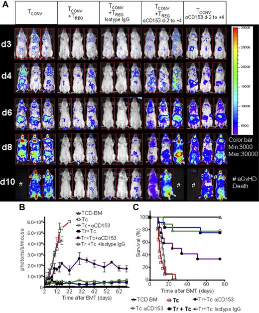 Figure 2. Treg-cell suppressor function is reduced when CD153 (CD30L) is blocked in the early phase after adoptive transfer. Expansion of luc+ donor Tconv cells in animals receiving Tconv cells alone or Tconv cells and Treg cells alone or in conjunction with isotype control Ab (rat IgG2b) or with anti-CD153 blocking Ab administered on days −2, 0, 2, and 4 as shown for 3 representative animals at days 3, 4, 6, 8, and 10 after BMT (A) and as quantified in emitted photons over total body area at serial time points after BMT (B). (A) Proliferation of luc+ Tconv cells (first column) is reduced by cotransfer of Treg cells (second column). While isotype IgG Ab does not interfere with Treg-mediated suppression (third column), addition of anti-CD153 blocking Ab reduces the suppressive effect of Treg cells (fourth column). The anti-CD153 blocking Ab has no impact on expansion of luc+ CD4/CD8 Tconv cells when given as indicated in the early phase after BMT (fifth column). (B) TCD-BM (▵, n = 15), with Tconv cells (□, n = 15), with Tconv cells and Treg cells (▪, n = 10), with Tconv cells and Treg cells and isotype IgG (○, n = 10), with Tconv cells and Treg cells and anti-CD153 blocking Ab (•, n = 10), and with Tconv cells and anti-CD153 blocking Ab (⋄, n = 10). Signal intensity is significantly higher in animals receiving Tconv cells and Treg cells and anti-CD153 blocking Ab compared with isotype IgG (• versus ○, P < .01, days 6-14). Error bars indicate SD from the mean. (C) Survival of Balb/c recipients is significantly lower when combining Treg cells with anti-CD153 blocking Ab compared with isotype IgG (• versus ○, P < .001). Anti-CD153 blocking Ab does not improve survival compared with PBS injection when administered on day −2 to day +4 (⋄ versus □, NS). Survival data from 3 independent experiments are combined.