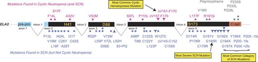 Figure 2. Correlation of mutations in ELA2, encoding NE, with cyclic neutropenia or SCN. There are 2 categories of mutations: those reported exclusively in SCN (blue, below the gene structure) or those reported predominantly in cyclic neutropenia (but that also may have been described in SCN; pink, above the line). *, amino acid substitutions; ▾, deletions (or nonsense mutations); ▴, an insertion. Exon 4 deletions are in frame, and the cluster of exon 5 deletions are all frame-shift, chain-terminating events.