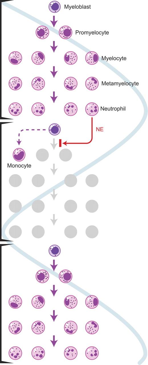 Figure 3. Feedback loop hypothesis to explain hematopoietic cycling. NE is postulated to inhibit further differentiation by a myeloblast (red line). Blue sine wave denotes neutrophil count oscillations. In this model, NE is produced by the terminally differentiating cohort of neutrophils and ultimately feeds back to inhibit further production of neutrophils, which results in loss of the inhibitory cycle—at least for a while, until production of neutrophils resume, followed again by the inhibitory action of NE in a cyclic manner.