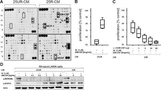 Figure 3. GM-CSF mediates BCR/ABL-independent IM and NI resistance. (A) Cytokine array. Different cytokines (120) were screened for differential expression in the CM of 25UR (left 2 membranes) versus 25R (right 2 membranes). Different cytokines (60) are spotted in duplicate on each membrane. Positive controls (4 dots) are shown in the top left corners. Darker spots indicate higher expression. Cytokines with increased expression in 25R-CM (bold-lined squares) compared with 25UR-CM (thin-lined squares) are indicated. (B) The viability of parental LAMA cells after 24 hours of treatment with NI in the presence of 25UR-CM and GM-CSF was assessed relative to the control treatment (no NI or GM-CSF) using the MTS colorimetric assay. Boxes display data points located in the middle 2 quartiles of all data points. Lines in boxes indicate medians; whiskers extend to the 2 extreme values of all data points. Data points of 3 independent experiments are depicted. (C) Reversal of 25R-CM–mediated NI resistance of parental LAMA cells by addition of increasing concentrations of neutralizing anti–human GM-CSF antibodies as indicated. Data points of 3 independent experiments are depicted. Bars and lines are as in panel B. (D) IM-naive parental LAMA cells were treated with NI and increasing concentrations of GM-CSF as indicated in the presence of 25R-CM or 25UR-CM. After 24 hours of treatment, cells were harvested and cell lysates were separated using PAGE and blotted with the indicated antibodies. Actin served as loading control.
