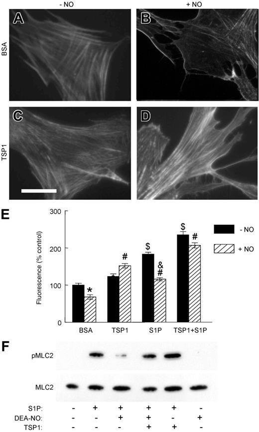 Figure 1. TSP1 antagonizes NO-dependent alterations in F-actin and dephosphorylation of MLC in VSMCs. HAVSMCs plated on glass chamber slides were incubated in basal medium with 0.1% BSA (A-B) or 2.2 nM TSP1 (C-D) ± DEA/NO (10 μM). Cells were then fixed, permeabilized, and stained with Oregon Green-phalloidin to visualize F-actin. Photomicrographic images were acquired on a Nikon Eclipse E1000 microscope (Nikon, Melville, NY) using a Plan Apo objective lens. Low-magnification images were taken at 20× and a numeric aperture of 0.75; high-power images, at 40× and a numeric aperture of 0.95. No imaging medium or solution was used. A Cool Snap FX camera (Roberts Scientific, Tucson, AZ), IP Lab 3.5 software (Scanalytics, Fairfax, VA), and Photoshop C5 (Adobe Systems, San Jose, CA) were used for image acquisition and processing. Photomicrographs representative of 3 separate experiments are presented. Scale bar = 50 μm. HAVSMCs in 96-well plates were similarly treated and stained, and the fluorescence was signal quantified (E). *P < .05 versus BSA − NO, Student t test. #P < .05 versus BSA + NO, $P < .05 versus BSA − NO, 2-way ANOVA. &P < .05 versus S1P − NO, one-way ANOVA. Lysates of HAVSMCs in growth medium with 2% serum and treated with the indicated combinations of 100 nM S1P, 10 μM DEA/NO, and 2.2 nM TSP1 for 5 minutes were separated by SDS–polyacrylamide gel electrophoresis (PAGE) and analyzed by Western blot to determine the levels of MLC phosphorylation and total MLC (F). The blot shown is representative of 4 independent experiments. Results are presented as the mean ± SD.
