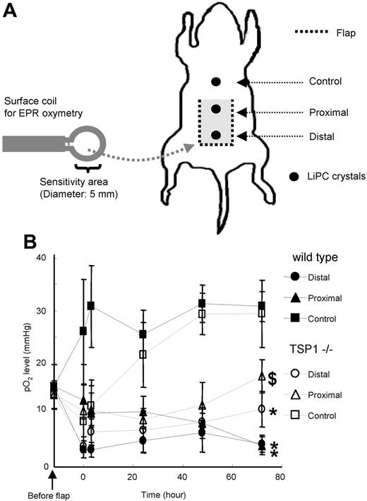 Figure 6. Tissue pO2 in WT and TSP1-null mice after flap treatment using EPR oxymetry. (A) Schematic showing LiPc crystal placement in relation to a dorsal random myocutaneous flap. LiPc crystals were implanted in the dorsal subdermal area of mice 7 days prior to flap elevation. Initial measurements were performed by 700-MHz EPR spectroscopy with a small surface coil to confirm crystal location and calculate basal pO2 levels. Body temperature of the animals was maintained at 37.5°C ± 0.5°C. Following flap elevation and suturing, measurements were recorded at the indicated times (B). Data represent the mean ± SE of measurements from 4 animals in each group. $P < .05 between proximal and distal against control in WT versus TSP−/−. *P < .05 between proximal and distal.