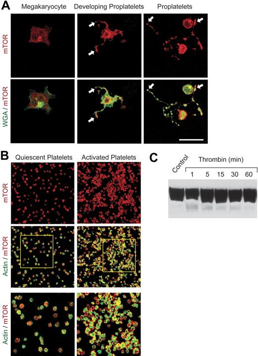 Figure 1. mTOR is expressed in CD34+ stem cell–derived megakaryocytes, proplatelets, and circulating human platelets. Megakaryocytes were cultured from CD34+ stem cells and induced to extend proplatelets as described.4 (A) mTOR was identified by immunostaining (red fluorescence) in megakaryocytes and megakaryocytes with proplatelet extensions. In parallel, the cells were labeled with wheat germ agglutinin (WGA; green immunofluorescence). Arrows indicate proplatelet tips, the sites of platelet budding, in developing and fully extended proplatelets (middle and right panels). Scale bar, 25 μm. (B) mTOR (red) and polymerized actin (green) were imaged in quiescent and activated, aggregated platelets. Immunostaining of mTOR was done with the same antibody as in panel A. Platelets were activated with thrombin for 30 minutes. The bottom panels are enlargements of the areas outlined in the 2 middle panels. Images in panels A and B are each representative of 5 independent experiments. (C) Western analysis of mTOR was done using lysates of freshly isolated human platelets under unstimulated conditions (control) and after activation with thrombin (0.5 U/mL) for the indicated times.
