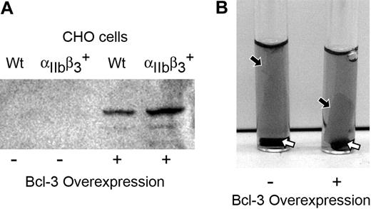 Figure 4. Overexpression of Bcl-3 enhances the retraction of fibrin clots. (A) Western analysis of Bcl-3 protein in lysates of CHO cells that express integrin αIIbβ3 (cell line PLA1) or wild-type CHO cells that are deficient in αIIbβ3 (cell line LK444) after transfection with cDNA for Bcl-3 or with empty vector. (B) Mock-transfected integrin αIIbβ3–expressing CHO cells (control) or integrin αIIbβ3–expressing CHO cells that overexpressed Bcl-3 (see panel A) were examined for the ability to retract fibrin clots. The cells were incubated with exogenous-labeled fibrinogen and stimulated with thrombin for 2 hours as in Figure 3. Mock-transfected cells formed a loose, gelatinous clot (the black arrow points to the edge of the cell-fibrin complex) with a rim of clear media at its edges. Bcl-3–overexpressing cells induced a compact retracted clot (black arrow) adherent to the stir bar at the bottom of the tube (white arrows) with clear media above, although the clots were not as tight as those formed by human control platelets activated by thrombin (Figure 3, tubes B,D). Panels in this figure are representative of 3 separate experiments. For a color figure of panel B that provides additional detail of the fibrin clots, see Figure S1 (available on the Blood website; see the Supplemental Figure link at the top of the online article).