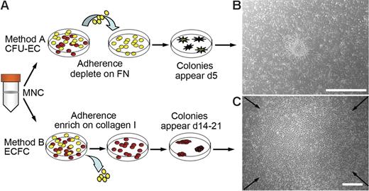 Figure 1. Culture of EPCs from human peripheral blood. (A) Two methods for isolating and culturing EPCs from human peripheral blood. Yellow cells represent nonadherent cells and red cells represent adherent cells. FN indicates fibronectin. (B) Representative phase-contrast photomicrograph of a CFU-EC colony (day 5) cultured from adult peripheral blood MNCs by method A. Similar colonies were observed from 29 other adult peripheral and 10 cord blood donors. Scale bar represents 500 μm. (C) Representative phase-contrast photo-micrograph of an ECFC colony (day 19) cultured from adult peripheral blood MNCs by method B. Similar colonies were observed from 29 other adult peripheral and 10 cord blood donors. Arrows indicate colony boundary and scale bar represents 500 μm.