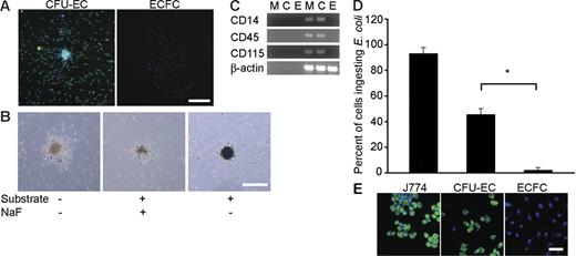 Figure 5. Monocyte/macrophage function in CFU-ECs. (A) Detection of cell surface expression of CD115 on CFU-EC and ECFC colonies by immunofluorescent staining. CFU-ECs express CD115 (green). Confocal photomicrographs are representative of 5 independent experiments using cells from different donors. Nuclei are stained with Hoechst 33342 (blue) and scale bar represents 200 μm. (B) Representative phase-contrast photomicrograph of CFU-EC colonies exposed to α-naphthyl acetate esterase with and without NaF inhibition. Similar nonspecific esterase activity was seen in CFU-EC colonies from 4 other donors. Scale bar represents 500 μm. (C) RT-PCR analysis of whole peripheral blood MNCs (M), CFU-ECs (C), and ECFCs (E) for gene expression of CD14, CD45, CD115, and β-actin. Left 3 lanes show reactions absent for reverse transcriptase. Results are representative of 5 independent experiments using cells from different donors. (D) Percentage of cells derived from CFU-EC or ECFC colonies that phagocytose E coli. Results represent the mean percentage of cells that phagocytose E coli ± SEM of 5 independent experiments. J774 murine monocytes were used as a positive control. *P < .001 by Student paired t test. (E) CFU-EC–derived cells demonstrate the ability to phagocytose E coli. Representative confocal photomicrographs of J774 murine monocytes, and CFU-EC– and ECFC-derived cells exposed to fluorescein-labeled E coli. Similar results were seen in 4 other experiments with cells derived from different donors. Nuclei are stained with Hoechst 33342 (blue) and scale bar represents 50 μm.
