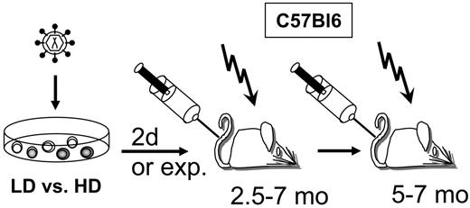 Figure 1. Experimental setup of murine BMT studies using donor cells modified with different retroviral vectors. The enhancer-promoter contained in the long terminal repeat (LTR), the cDNA encoded by the vector, and the 3′ untranslated region (3′ UTR) are indicated in Table 2. LD indicates low dose of retroviral vector; HD, high dose; and exp, expansion in vivo.
