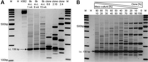 Figure 2. LMPCR validation. (A) DNA of K562 mass cultures and cell clones containing different numbers of retroviral insertions28 was subjected to insertion site amplification by LMPCR using the conditions described in “Material and methods.” In contrast to the clonal DNA, mass culture DNA does not reveal dominant bands except when cells were propagated for several weeks, revealing a clonal imbalance. (B) Mixing mass culture DNA with increasing amounts of DNA from clone 2.4 reveals that LMPCR recovers dominant bands if these contribute greater than 70% of the population.