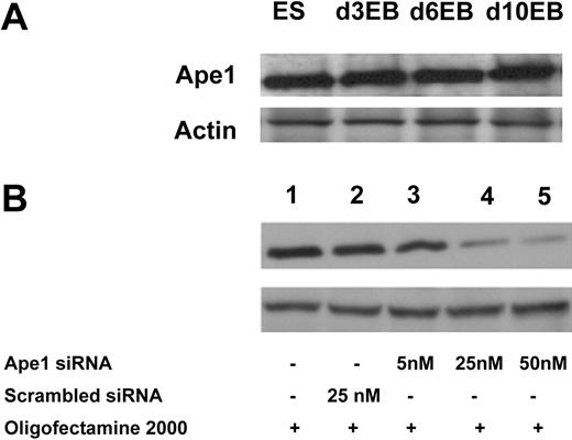 Figure 1. Ape1 siRNA is efficient to knock down target gene expression in EB cells. (A) Western blot analysis of Ape1 protein expression in both ES and EB cells at different ages (days 3, 6, and 10). (B) Silencing of endogenous Ape1 gene by Ape1 siRNA. Western blot analysis demonstrates that Ape1 siRNA efficiently knocks down Ape1 gene expression: lane 1 represents untreated cells; lane 2: cells treated with 25 nM scrambled siRNA; lane 3: cells treated with Ape1 siRNA at 5 nM; lane 4: cells treated with Ape1 siRNA at 25 nM; and lane 5: cells treated with Ape1 siRNA at 50 nM.