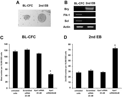 Figure 2. Knockdown of Ape1 expression results in a decreased frequency of BL-CFC formation. (A) The distinct morphology between BL-CFCs and secondary EBs is depicted (× 20). (B) The individual BL-CFC or secondary EB colonies were collected separately. mRNA was extracted and RT-PCR assay revealed the distinct phenotype between these 2 cell types; BL-CFCs express Flk-1 and scl genes, but not the brachyury gene. In contrast, secondary EB cells express the brachyury gene, but not Flk-1 and scl genes. (C) Hemangioblast progenitor assay indicated that knockdown of Ape1 gene expression with Ape1 siRNA, but not scrambled siRNA day-3 EB cells, resulted in a decrease in BL-CFC formation. *P < .05 comparing Ape1 siRNA to scrambled siRNA, treatment with transfection reagent (OFA2000), or no treatment. Data represent the mean ± SD for 3 experiments. (D) Knockdown of Ape1 gene expression of day-3 EB cells resulted in an increase in secondary EB formation in the culture. *P < .05 comparing Ape1 siRNA to scrambled siRNA, treatment with transfection reagent (OFA2000), or no treatment. Data represent the mean ± SD for 3 experiments. The image in panel A was obtained using a Leica MZ9.5 microscope equipped with a Planapo 6× objective and a 10×/2.1 B aperature (Leica, Allendale, NJ). Image was captured using a Leica DFC320 camera with Leica Application software version 2.4.0.