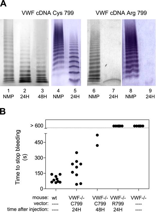 Figure 1. Analysis of recombinant mVWF. (A) Multimeric pattern of recombinant murine VWF after hydrodynamic delivery of 100 μg mVWF cDNA. After 24 hours (lanes 2, 5, 7, and 9) or 48 hours (lane 3), plasma was collected and examined for multimeric composition. Lanes 1, 4, 6, and 8 represent normal pooled mouse plasma (NMP). Lanes 2, 3, and 5 represent samples from mice injected with vector mVWF/Cys799, whereas lanes 7 and 9 represent those injected with vector mVWF/Arg799. For comparison, data of 2 laboratories have been included: lanes 1-3 and 6-7 originate from the Institut National de la Santé et de la Recherche Médicale (INSERM) Unité (U) 770 (Le Kremlin-Bicêtre, France), whereas lanes 4-5 and 8-9 originate from the Laboratory for Thrombosis Research (Kortrijk, Belgium). (B) Mice were examined for their bleeding time at 24 hours or 48 hours after hydrodynamic delivery of 100 μg mVWF cDNA using a tail-cut bleeding model. For wild-type mice, bleeding stopped at 93 ± 32 seconds (n = 9). Twenty-four hours after injection with 100 μg mVWF/Cys799-cDNA, the bleeding time was 188 ± 101 seconds. Bleeding did not stop (> 600 seconds) in noninjected mice or mice injected with 100 μg mVWF/Arg799-cDNA.