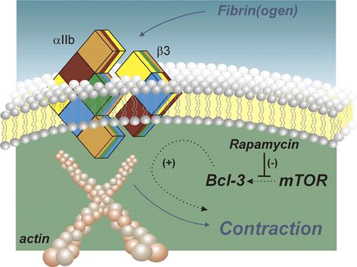 A new role for Bcl-3 in the regulation of integrin αIIbβ3-dependent platelet clot contraction. Clot contraction mediated by binding of polymerized fibrin to activated αIIbβ3 is inhibited in Bcl-3–deficient mice and enhanced in Bcl-3–overexpressing cell lines. The anticancer drug, rapamycin, acting at mammalian target of rapamycin (mTOR) impairs de novo synthesis of Bcl-3 in human platelets and also blocks clot contraction.
