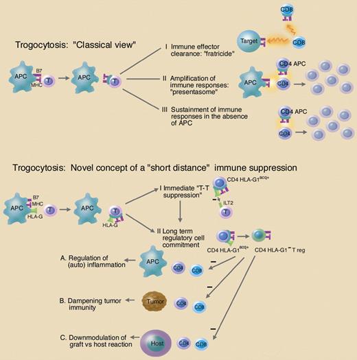Functional consequences of trogocytosis. Top: The “classical view” on trogocytosis assumes that membrane fragments including the immunological synapse (MHC molecules and costimulatory molecules; MHC and B7, pink) are exchanged with or acquired by T cells. “Trogocytic” acquisition of immune-related molecules on T cells (CD8 or CD4) may have the following functional consequences: (I) immune effector clearance by CD8 T cells via fratricide; (II) amplification of immune responses via acquisition of APC function by CD4 T cells (CD4 APC); (III) sustainment of immune responses by CD4 APC in the absence of APC. Lower part: The novel concept of trogocytosis as proposed by LeMaoult and colleagues assumes that the transfer of the immune-tolerogenic MHC molecule HLA-G—together with other molecules of the immunological synapse—provides a rapid “short distance” immune suppression. (I) In case of the immediate display, this suppressive function is exerted by the immunetolerogenic HLA-G molecule itself (immediate T-T suppression). (II) Trogocytosis of HLA-G induces the development of CD4 effector cells into HLA-G1 negative regulatory cells (CD4 HLA-G1− Treg). These cells could have major impact in the immune regulation under physiological as well as pathological conditions (A, B, C). Illustration by Marie Dauenheimer.