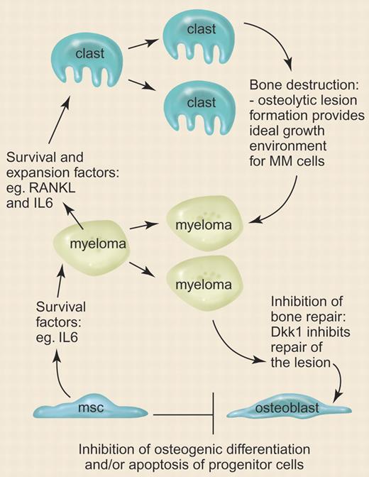 Scheme depicting the proposed role of DKK1 in osteolytic lesion formation and maintenance in multiple myeloma. msc indicates mesenchymal stem cell; clast, osteoclast. Illustration by Paulette Dennis.