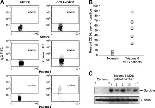 Figure 4. Survivin protein is increased in trisomy 8 CD34 cells. Flow cytometry was performed on column-purified CD34 cells stained by intracellular staining as described in “Materials and methods” using survivin-FITC mAb. Survivin protein was increased in samples obtained from trisomy 8 BM (example seen in panel A). Entire sampling of patients examined is seen in panel B. Immunoblots were performed on total-cell lysates of BMMNCs for survivin. Increases in patients with trisomy 8 compared with healthy controls (n = 2) or other patients with MDS (n = 6) could be seen. Error bars represent SEM.