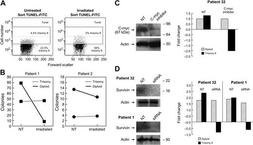 Figure 7. Resistance of trisomy 8 cells to apoptosis is abrogated by knock-down of c-myc and survivin.Trisomy 8 BM was subjected to 25 Gy of gamma radiation and cultured for 1 hour in media as described in “Materials and methods.” The TUNEL assay was performed to identify DNA nicks and TUNEL+ and TUNEL− fractions sorted for both irradiated and nonirradiated fractions. The numbers of viable cells were decreased in the irradiated fraction, and the TUNEL+ cells increased from 18% to 30%. When FISH was performed on these fractions, trisomy 8 cells were consistently present in the TUNEL+ fraction (A). When control (nonirradiated) and irradiated lymphocyte-depleted BMMNCs were placed in short-term methylcellulose culture for 2 weeks the numbers of diploid colonies decreased to a greater extent than the numbers of trisomy 8 colonies (B). When an inhibitor of c-myc was cocultured with BMMNCs from a patient with trisomy 8, and immunoblotted, and FISH performed after 2 weeks of growth, there was a substantial decrease in the number of trisomy 8 cells coincident with a decrease in c-myc protein (C). BMMNCs transfected with siRNA specific for survivin were placed in hematopoietic growth factors for 36 hours at 37°C as described in “Materials and methods.” FISH and cell enumeration were performed before, and following culture using a labeled probe for chromosome 8. Immunoblotting was performed on total-cell lysates using antibody to survivin. (D) A substantial loss of trisomy 8 cells is seen compared with the baseline.