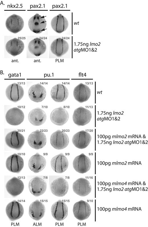Figure 2. Lmo2 atgMO-mediated knockdown of Lmo2 expression is highly specific. (A-B) Whole-mount 10s embryos; views as indicated; dorsal, top; numbers of embryos represented in gray. (A) Expression of the nonhematopoietic genes nkx2.5 in the precardiac lateral plate mesoderm and pax2.1 in the optic stalk, midbrain/hindbrain boundary region, otic vesicle (arrows, bottom to top), and progenitors of the pronephric duct, immediately adjacent to the primitive erythroid and endothelial precursors in the PLM, was unaffected in morphants. (B) Coinjection of murine lmo2, but not lmo4, mRNA with the lmo2 atgMOs rescued early gata1, pu.1, and flt4 expression levels.