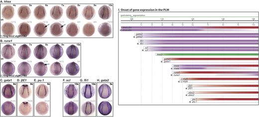 Figure 3. Lmo2 is a critical regulator of PLM development. (A-H) Whole-mount embryos; posterior views; dorsal, top; numbers of embryos represented in gray. (A) Hhex expression initiated as normal, appeared reduced at 6s/7s (arrows) and was lost by 10s. (B) Runx1 was at first dependent on Scl, initiated weakly in the PLM of morphants at 8s (arrow), and increased toward the 10s stage. (C-E) Gata1, βE1, and pu.1 expression was not observed in the PLM of morphant embryos. (F-H) Scl, fli1 and gata2 expression in the PLM was unaffected in 10s morphants. (I) Data from in situ analyses are summarized schematically. Bars represent the changing expression of genes over time. *Gene expression in morphants. Purple indicates Lmo2 independence; red, Lmo2 dependence; and green, lmo2 expression.