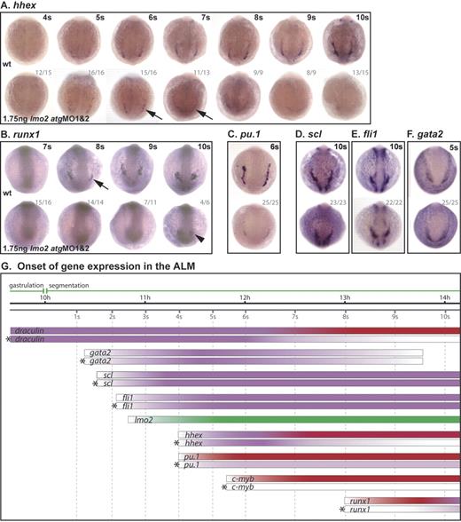 Figure 4. Lmo2 is a critical regulator of ALM development. (A-F) Whole-mount embryos; posterior views; dorsal, top; numbers of embryos represented in gray. (A) Although staining is generally weak in these embryos, hhex expression initiated as normal, appeared reduced at 6s/7s (arrows) and was lost by 10s. (B) Runx1 was at first dependent on Scl, initiating only weakly in the ALM of morphants at 10s (arrowhead). Pu.1 expression in the ALM of morphant embryos was substantially reduced (C), while scl, fli1, and gata2 expression was unaffected (D-F). (G) Data from in situ analyses are summarized schematically as previously described for Figure 3.