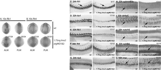 Figure 5. Endothelial development is severely disrupted in Lmo2-depleted embryos. (A-B) Whole-mount 10s embryos; views as indicated; dorsal, top. (C-L) Whole-mount embryos; lateral view; close-up of trunk/tail region; anterior, left. Numbers of embryos represented in gray. (A-B) At 10s, flk1 and flt4 expression in the ALM and PLM was substantially reduced in morphant embryos. (C) In 24-hpf morphants, fli1 expression was reduced in the trunk region and sprouting of primary ISVs was mostly absent (arrows). (D-E) Tie1 and flk1 expression was significantly reduced in the trunk in 22-hpf morphants. (F-G) However, flt4 and tie2 expression at 24hpf was not as significantly down-regulated in morphant embryos. (H-J; arrows) Expression of ephrinB2a (H) deltaC (I), and notch5 (J) in the DA was lost in 22-hpf morphants. (K-L; arrows) Although expression of the vein-specific marker ephB4 (K) was not down-regulated, msr expression in the PCV was lost (L).