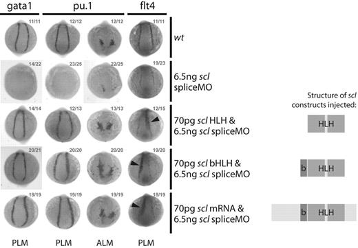 Figure 6. Scl DNA binding is not required for early erythroid, myeloid, or endothelial gene expression. Whole-mount 10s embryos; posterior/anterior views as indicated; dorsal, top; numbers of embryos represented in gray. Coinjection of scl expression constructs containing only the bHLH or HLH domains with the scl spliceMO was sufficient to rescue early gata1 and pu.1 expression in the PLM and the PLM and ALM, respectively. Expression of the endothelial gene flt4 in the PLM could also be restored to normal levels, and ectopic expression of full-length scl or either construct resulted in the expansion of flt4 expression into the presomitic mesoderm (arrowheads).12,17 Structures of Scl constructs used in each case are illustrated.