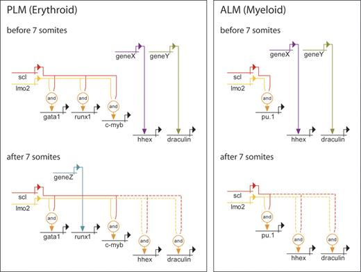 Figure 8. Genetic regulatory networks controlling early PLM and ALM development. Direct relationships, illustrated by continuous lines, are defined by 3 criteria: (1) target gene expression is affected by perturbation of activator; (2) target gene and activator are coexpressed; (3) target gene promoter/enhancer sequences contain binding sites for activators, or length of time between perturbation of activator and effect on target gene is probably insufficient to allow for synthesis of intermediates. Where criteria 1 and 2 are met but 3 is unknown, the relationship is described as indirect and depicted by a dashed line. PLM (erythroid): the data show that initiation of gata1 and c-myb expression is both Scl and Lmo2 dependent. Initially, runx1 expression is dependent on Scl and Lmo2, while hhex and draculin are Scl and Lmo2 independent. After 7s, hhex and draculin become dependent on Scl and Lmo2, and runx1 expression gradually becomes Scl and Lmo2 independent. ALM (myeloid): pu.1 expression is initially dependent on Scl and Lmo2, while hhex and draculin are independent. After 7s, hhex and draculin become Scl and Lmo2 dependent. Unknown activators of Scl- and Lmo2-independent genes are depicted as genes X, Y, and Z. It is possible that X and Y represent the same gene due to similarities in timing of involvement.