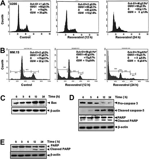 Figure 2. Resveratrol causes accumulation of MM cells in sub-G1 phase, increases release of Bax protein accumulation, and activates caspase-3. (A) U266 cells (2 × 106/mL) were synchronized by incubation overnight in the absence of serum and then treated with 50 μM resveratrol for 0, 12, or 24 hours, after which the cells were washed, fixed, stained with PI, and analyzed for DNA content by flow cytometry. Results typical of 3 independent experiments are shown. *P < .05. (B) MM1.S cells (2 × 106/mL) were synchronized by incubation overnight in the absence of serum and then treated with 50 μM resveratrol for 0, 12, or 24 hours, after which the cells were washed, fixed, stained with PI, and analyzed for DNA content by flow cytometry. Results typical of 3 independent experiments are shown. *P < .05. (C) U266 cells (2 × 106/mL) were treated with 50 μM resveratrol for the indicated times, and whole-cell extracts were prepared, separated on sodium dodecyl sulfate–polyacrylamide gel electrophoresis (SDS-PAGE), and subjected to Western blot using antibody against Bax. The same blots were stripped and reprobed with β-actin antibody to show equal protein loading. (D) U266 cells were treated as described in panel C, and whole-cell extracts were prepared, separated on SDS-PAGE, and subjected to Western blot using antibodies against indicated proteins. The same blots were stripped and reprobed with β-actin antibody to show equal protein loading. (E) MM1.S cells were treated as described in panel C, and whole-cell extracts were prepared, separated on SDS-PAGE, and subjected to Western blot using antibody against PARP. The same blots were stripped and reprobed with β-actin antibody to show equal protein loading. The results shown are representative of 3 independent experiments.