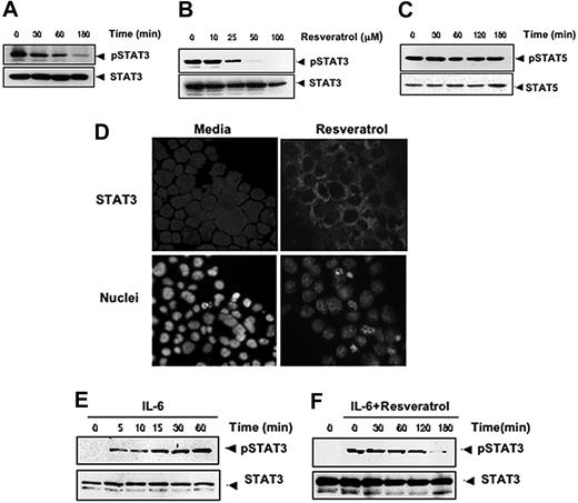 Figure 5. Resveratrol inhibits constitutively active and IL-6–inducible STAT3 activation in MM cells. Resveratrol suppressed phospho-STAT3 levels in a time-dependent (A) and dose-dependent (B) manner. (A) U266 cells (2 × 106/mL) were treated with 50 μM resveratrol for the indicated times; after which whole-cell extracts were prepared; and 30-μg portions of those extracts were resolved on 7.5% SDS-PAGE gel, electrotransferred onto nitrocellulose membranes, and probed for phospho-STAT3. The same blots were stripped and reprobed with STAT3 antibody to verify equal protein loading. (B) U266 cells (2 × 106/mL) were treated with the indicated concentration of resveratrol for 3 hours, after which Western blotting was performed as described for panel A. The same blots were stripped and reprobed with STAT3 antibody to verify equal protein loading. (C) Resveratrol had no effect on STAT5 or phospho-STAT5 protein levels. U266 cells (2 × 106/mL) were treated with 50 μM resveratrol for the indicated times. Whole-cell extracts were prepared, fractionated on SDS-PAGE, and examined by Western blot using antibodies against phospho-STAT5 and STAT5. (D) Resveratrol causes inhibition of translocation of STAT3 to the nucleus. U266 cells (1 × 105/mL) were incubated with or without 50 μM resveratrol for 3 hours and then analyzed for the intracellular distribution of STAT3 by immunocytochemistry (original magnification ×200). (E-F) Resveratrol down-regulates IL-6–induced phospho-STAT3. (E) RPMI 8226 cells (2 × 106/mL) were treated with IL-6 (10 ng/mL) for the indicated times, whole-cell extracts were prepared, and phospho-STAT3 was detected by Western blot as described in “Materials and methods.” The same blots were stripped and reprobed with STAT3 antibody to verify equal protein loading. Arrowheads indicate pSTAT3 and STAT3, respectively. (F) RPMI 8226 cells (2 × 106/mL) were treated with 50 μM resveratrol for the indicated times and then stimulated with IL-6 (10 ng/mL) for 15 minutes. Whole-cell extracts were then prepared and analyzed for phospho-STAT3 by Western blotting. The same blots were stripped and reprobed with STAT3 antibody to verify equal protein loading. The results shown are representative of 3 independent experiments.