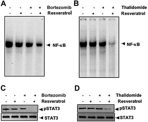 Figure 6. Resveratrol potentiates the effect of bortezomib and thalidomide on NF-κB and STAT3 activation in MM cells. (A) U266 cells (1 × 106/mL) were treated with 25 μM resveratrol or 10 nM bortezomib alone or in combination for 24 hours at 37°C and then tested for NF-κB by EMSA. (B) U266 cells (1 × 106/mL) were treated with 25 μM resveratrol or 10 μg/mL thalidomide alone or in combination for 24 hours at 37°C and then tested for NF-κB by EMSA. The results shown are representative of 3 independent experiments. (C) U266 cells (1 × 106/mL) were treated with 25 μM resveratrol or 10 nM bortezomib alone or in combination for 3 hours at 37°C. Whole-cell extracts were prepared, and 30-μg portions of those extracts were resolved on 7.5% SDS-PAGE gel, electrotransferred onto nitrocellulose membranes, and probed for antibody against phospho-STAT3. The same blots were stripped and reprobed with STAT3 antibody to verify equal protein loading. (D) U266 cells (1 × 106/mL) were treated with 25 μM resveratrol or 10 μg/mL thalidomide alone or in combination for 3 hours at 37°C after which Western blotting was performed as described for panel C. The results shown are representative of 3 independent experiments.
