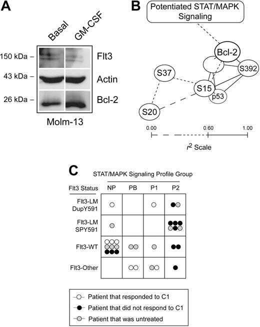 Figure 6. Flt3 mutation, potentiated STAT and MAPK signaling, and Bcl-2 expression are part of a common pathway opposing p53 activity in AML patients. (A) Western blots of the Molm-13 cell line left untreated or stimulated with 20 ng/mL GM-CSF were used to determine whether upstream signaling observed to be important in profiles of STAT and MAPK signaling increases the level of Bcl-2 expression. Actin and Flt3 are shown as controls. (B) Relationships between p53 phosphorylation, p53 expression, and Bcl-2 expression were plotted in 3 dimensions based on correlation coefficient (r2) for the 30 AML patient samples. All relationships where r2 was more than 0.60 (solid lines) were plotted. Lines shown are of length 1 − r2 units; the closer the correlation between 2 biomarkers in AML blasts, the closer the lines on this graph. Patients with Flt3-LM-DupY591 expressed higher levels of Bcl-2 and phosphorylated p53, relative to other AML samples, as indicated by brackets. Refer to Figure S1 and Table S3 for more information. (C) A graph summarizes chemotherapy response, AML signaling cluster,1 and Flt3 mutational status. No AML patient with Flt3-LM-SPY591 responded to course one of chemotherapy and these patients primarily displayed a potentiated type 2 signaling profile (SC-P2), as was commonly observed in patients with Flt3-LM. SC-P2 was characterized primarily by potentiated Stat5 and Stat3 signaling responses and an attenuated Stat1 response to IFN-γ. Refer to Table S1 for more information.