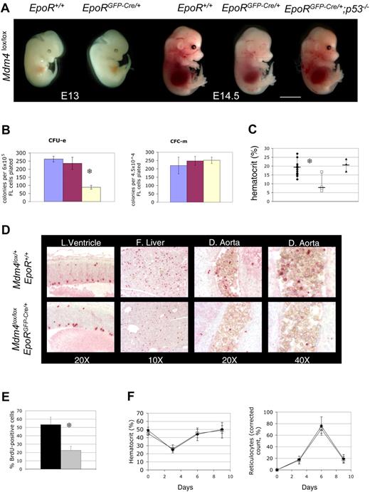 Figure 2. Mdm4 is required for fetal definitive, but not for adult, erythropoiesis. (A) Mdm4lox/lox embryos that are either positive (EpoRGFP-Cre/+) or negative (EpoR+/+) for the EpoR-GFP-cre transgene at various stages of embryonic development. Mdm4lox/lox; EpoRGFP-Cre/+ embryos are significantly paler than control littermates at E14.5, whereas Mdm4lox/lox; EpoRGFP-Cre/+; p53−/−embryos appear normal. Scale bar equals 15 μm. (B) Number of CFU-Es and CFC-m's detected in methylcellulose cultures supplemented with Epo or a mixture of IL-3, IL-6, and SCF, respectively. Numbers are expressed per 6 × 105 nucleated fetal liver cells for the CFU-E count and 4.5 × 104 cells for the CFC-m count. Data from controls (blue indicates Mdm4lox/l+; EpoR+/+; and red, Mdm4lox/+; EpoRGFP-Cre/+) and mutants (yellow indicates Mdm4lox/lox; EpoRGFP-Cre/+) represent the means (± SD) of 6 independent experiments. There is a significant difference between the mean numbers of CFU-Es in the Mdm4 mutants compared with their control littermates by the Student test (P < .001; S). (C) Hematocrits of Mdm4lox/+; EpoR+/+ (n = 15), Mdm4lox/lox; EpoRGFP-Cre/+ (n = 7), and Mdm4lox/lox; EpoRGFP-Cre/+; p53−/− (n = 3) E14.5 littermates. □, ♦, and ▴ represent the data from the Mdm4lox/lox; EpoRGFP-Cre/+ mice, control mice, and Mdm4lox/lox; EpoRGFP-Cre/+; p53−/− mice, respectively. Differences between control and Mdm4lox/lox; EpoRGFP-Cre/+ mice are statistically significant by the Student t test (P < .001; S). (D-E) inactivation of Mdm4 in erythroid progenitors leads to decreased cell proliferation. (D) Immunohistologic staining of phosphorylated histone H3 in the lateral ventricle (L. Ventricle; used here as a control), fetal liver (F. Liver), and dorsal aorta (D. Aorta) of E14.5 embryos with the indicated genotypes. Magnifications are indicated. (E) Percentage of BrdU-positive cells among 200 erythroid cells located in the dorsal aorta of E14.5 embryos. Cells (3 × 200) were analyzed in 2 different embryos for each genotype. Data from controls (Mdm4lox/+; EpoR+/+) and mutants (Mdm4lox/lox; EpoRGFP-Cre/+) are represented by the black and gray bars, respectively. Error bars denote standard error. There is a significant difference between the mean numbers by the Student t test (P < .001; S). (F) Five adult control (Mdm4lox/+; EpoR+/+) and Mdm4lox/lox; EpoRGFP-Cre/+ mice were injected with phenylhydrazine on days 0, 1, and 3. The corrected reticulocyte count allows assessment of erythropoietic rate, and was calculated assuming a normal hematocrit of .45, as follows: Corrected reticulocyte count (%) = reticulocyte count (%) × (hematocrit × 0.01/0.45). □ and ♦ represent the data from the Mdm4lox/lox; EpoRGFP-Cre/+ mice and control mice, respectively.