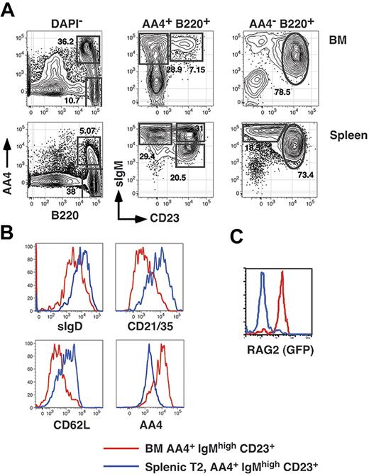 Figure 1. Resolution of BM and splenic B-cell subsets. (A) BM cells and splenocytes from an 8-week-old C57BL/6 mouse were harvested and stained with FL-anti-IgM, PE-anti-CD23, APC-anti-AA4, and APC-Cy5.5-anti-B220 before collection of 200 000 events on an LSR2 flow cytometer. (B) The identical BM and spleen cells shown in panel A were also stained with PE-Cy5.5-anti-CD21/35, APC-Cy7-anti-CD62L, and BI-anti-IgDb (revealed with SA-PETR). (C) BM and spleen cells from an 8-month-old NG-BAC mouse or an age-matched control were stained with PE-anti-CD23, PE-Cy5.5-anti-B220, APC-anti-AA4, and BI-anti-IgM (revealed with SA-PETR) and RAG2/GFP expression assessed by collecting 200 000 events on an LSR2 flow cytometer. These data are representative of 2 or more separate experiments.