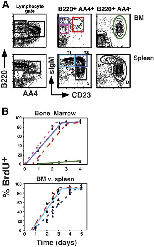 Figure 2. BrdU labeling of BM and peripheral B-cell pools. (A) Flow cytometric analysis showing gating strategy for assessing BrdU incorporation. (B) The 8-week-old C57BL/6 mice (3 mice per time point) were inoculated intraperitoneally with BrdU every 12 hours for the indicated time points. Mice were killed and BM and splenocytes were stained as shown in panel A, then stained intracellularly for BrdU incorporation as described in “Materials and methods.” Populations are as follows: AA4+ B220+ sIgMlow CD23− BM cells, ♦ with dotted pink line; AA4+ B220+ sIgMhigh CD23− BM cells, ○ with solid purple line; AA4+ B220+ sIgMhigh CD23+ BM cells, ▵ with solid red line; AA4−B220+ sIgMlow CD23+ BM cells, ▪ with solid green line; AA4+ B220+ sIgMhigh CD23− splenocytes (splenic T1), • with light blue solid line; AA4+ B220+ sIgMhigh CD23+ splenocytes (splenic T2), ▴ with dotted dark blue line. Data are representative of 2 separate experiments.
