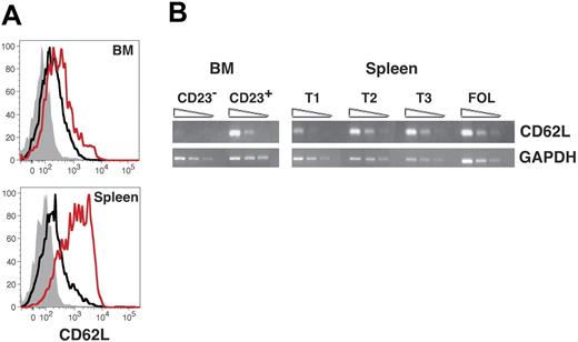 Figure 3. CD62L expression among developing B cells in the BM and spleen. (A) BM and spleen cells were stained with FL-anti-CD62L, PE-anti-CD23, PE-Cy5.5-anti-B220, APC-anti-AA4, and APC-Cy7-anti-IgM before collection of 200 000 events on an LSR2 flow cytometer. AA4+ B220+ sIgMhigh BM and splenic B cells were further gated as follows using the criteria illustrated in Figure 1A: CD23−, black line, CD23+, red line. Background staining with an isotype-matched control antibody for all BM and splenic AA4+ B220+ sIgMhigh cells is shown with the filled gray histograms. Data are representative of 3 separate experiments. (B) cDNA prepared from the indicated sorted cell populations was subjected to semiquantitative RT-PCR as described in “Materials and methods.” Specific BM populations were AA4+ B220+ sIgMhigh CD23− and AA4+ B220+ sIgMhigh CD23+ as shown in Figure 1.