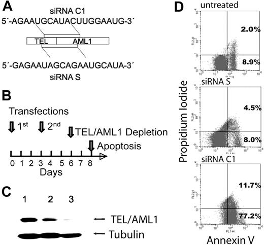 Figure 1. siRNA-mediated silencing of TEL/AML1 induces apoptosis in REH cells. (A) Schematic representation of the siRNA sequences (C1, functional; S, control) and their localization within the TEL/AML1 translocation breakpoint mRNA. (C1, position at bp 15-33, and S, at bp 6-24, accession no. S78496). (B) Time course of siRNA transfection, TEL/AML1 depletion, and induction of apoptosis. (C) Depletion of TEL/AML1 after 2 transfections with siRNA C1. Western blot analysis was performed from REH cell lysates treated with the control siRNA S (lane 2) or functional siRNA C1 (lane 3) or untreated (lane 1) at day 6 of the experiment. TEL/AML1 protein was detected using an anti-TEL antibody (kindly provided by P. Marynen, University of Leuven, Leuven, Belgium) and an antitubulin antibody (Oncogene/EMD Biosciences, San Diego, CA) for loading control. (D) Apoptosis was assessed by FACS analysis of annexin V–FITC/PI staining of untreated, siRNA S–treated (control), and siRNA C1–treated (functional) cells at day 8 of the experiment. Data are shown from 1 of 4 representative experiments and indicate early (annexin V single-positive cells) and late (annexin V and PI–positive cells) apoptosis. The difference in annexin V positivity of REH cells treated with the siRNA C1 compared with either control was significant (P < .03 and P < .01), while the 2 controls did not differ significantly between each other (P = .07).