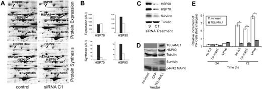 Figure 2. TEL/AML1 modulates genes with antiapoptotic functions. (A) Gel sections of 2D gels displaying HSP expression and synthesis of siRNA C1–treated (functional) and control REH cells on day 6 of the experiment, the time at which REH cells were depleted of TEL/AML1 (Figure 1B-C). Cells were metabolically labeled with 35S Protein Labeling Mix (MP Biomedicals, Irvine, CA). Cytoplasmic proteins were separated by 2D gel electrophoresis and proteins stained with a 400-nM solution of ruthenium II tris. Fluorography scanning was performed with the FluorImager 595 (GE Healthcare, Fairfield, CT) and autoradiography scanning, with the Phosphorimager SI (GE Healthcare), both at a resolution of 100 μm. Shown is 1 of 2 independent experiments. HSP90 expression was decreased in TEL/AML1-silenced REH cells (top right panel) compared with the control (bottom left panel). Protein synthesis of HSP70 (HSP70 and HSP8A) and HSP90 was decreased in TEL/AML1-silenced REH cells (bottom right panel) compared with control REH cells (bottom left panel), while the expression and synthesis of actin were unchanged. (B) The differences of protein amounts and protein synthesis of HSP90 and HSP70 from the gel presented in panel A were quantified and depicted as arbitrary units (AU). □ represent siRNA C1–treated cells; ▪, the control cells. (C) Immunoblots were performed using cell lysates from siRNA S– or C1–treated REH cells on day 8 of the experiment, and HSP90, HSP70, and survivin expression was detected by anti-HSP90, anti-HSP70 (Santa Cruz Biotechnologies, Santa Cruz, CA), and rabbit antisurvivin (Cell Signaling Technology, Danvers, MA) antibodies, respectively. The same lysate and amount of protein were used for tubulin as loading control. (D) Western blot analysis of cell lysates from TEL/AML1 stably expressing Ba/F3 cells was performed to assess HSP90 and survivin regulation by the chimeric protein. Ba/F3 cells that were transfected with either the empty vector or the GFP vector, as indicated at the bottom of the blot, served as controls. TEL/AML1 was detected by an anti–V5-HRP antibody (Invitrogen). For the detection of HSP90 and survivin, the same antibodies were used as in panel C. Loading control was performed with an anti-p44/p42 MAPK antibody (Cell Signaling Technology). The film was exposed only very shortly in order to visualize the increase in HSP90 and survivin. Upon longer exposure, the difference becomes less distinct due to the large amounts of these highly abundant proteins in all cells (data not shown). (E) TEL/AML1 confers resistance to apoptosis-inducing conditions. Stably TEL/AML1-expressing Ba/F3 cells (a fresh mixture of 3 clones with a fusion gene mRNA expression within the range of primary ALL cells) and controls (vector without insert) were grown at 0.5 × 106/mL in 4 replicates and subjected to either IL3 (WEHI-conditioned medium) or serum plus IL3 starvation (no suppl), or to VP16 (Bristol-Myers Pharmaceuticals, Hounslow, United Kingdom) treatment (1 mg/mL). Apoptosis was assessed by PI staining after 24 and 72 hours. The relative increment of PI-positive cells under apoptosis-inducing conditions was calculated against that of untreated cells. Data in the graph represent mean ± SD of 3 separate experiments. *Statistically significant changes (P < .001).