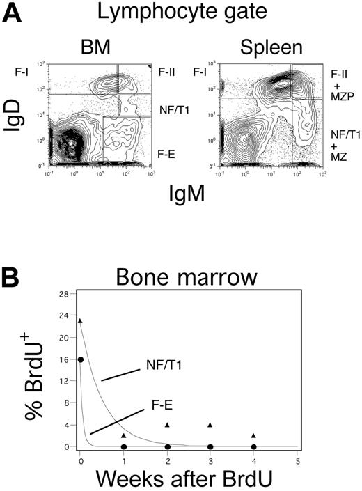 Figure 1. Categorization of B cells in the bone marrow and spleen. (A) B-cell populations in the bone marrow and spleen analyzed on the basis of surface IgM and IgD expression. Categorizations depend on analysis of CD21 expression as well (Figure 4A shows the CD21 levels in the bone marrow). F-I refers to IgDhiIgMloCD21int follicular B cells and F-II to IgDhiIgMhiCD21int follicular B cells. NF/T1 refers to IgMhiIgDloCD21lo B cells in the bone marrow and IgMhiIgDlo/− CD21lo B cells in the spleen. Fraction E refers to IgM+IgD− B cells in the bone marrow. MZP B cells are IgMhiIgDhiCD21hi presumed MZ precursors, and MZ B cells are IgMhiIgDlo/− CD21hi B cells both of which are present only in the spleen (for gating strategy, see Hardy et al,8 Cariappa et al,12 Li et al,27 and Hendriks et al28). (B) Regression analysis of BrdU decay data (from a continuous labeling experiment) reveals that NF/T1 B cells and fraction E B cells have distinct half-lives.