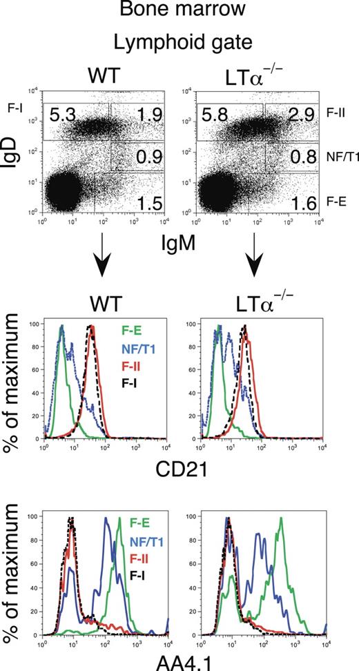 Figure 3. Transitional B cells are observed in the bone marrow of wild-type and LTα−/− mice. B-cell maturation in the bone marrow proceeds normally in the LTα-deficient mouse as revealed using antibodies to IgM, IgD, and CD21. Comparison of the expression of AA4.1, a marker of recent B-cell generation, revealed similar numbers of transitional cells in the bone marrow in wild-type and LTα null mice. A representative experiment is shown; n = 3 mice in each group. WT indicates wild type.