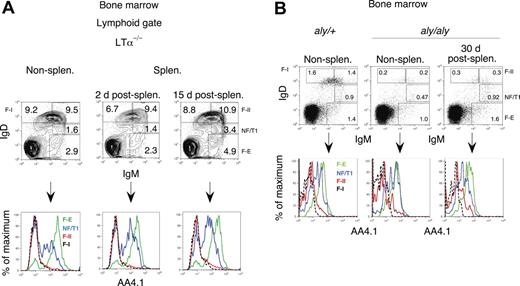 Figure 4. The spleen and other peripheral organs are not required for the maturation of B cells in the bone marrow. (A) B-cell maturation proceeds normally in the bone marrow in splenectomized LTα-deficient mice (lacking all secondary lymphoid organs). Bone marrow B cells were analyzed for AA4.1 expression 2 and 15 days after splenectomy. Recently generated AA4.1hi B-cell populations were observed after splenectomy and were comparable to those in nonsplenectomized LTα+ mice, although overall B-cell production was enhanced after splenectomy. A representative experiment is shown; n = 3 mice in each group. (B) B-cell maturation proceeds normally in the bone marrow in splenectomized aly/aly mice. Bone marrow B cells of aly/aly mice were analyzed for AA4.1 expression 30 days after splenectomy. Recently generated AA 4.1hi B-cell populations were observed in these mice even after splenectomy and are comparable to those in aly/+ mice. A representative experiment is shown; n = 3 mice per group.
