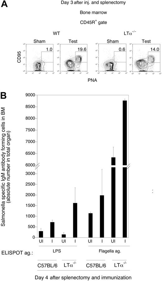 Figure 5. Bone marrow perisinusoidal B cells respond to multivalent antigens in an antigen-specific manner in the complete absence of lymphoid organs. (A) Analysis of CD95+PNA+CD45R+ B cells in the bone marrow of splenectomized wild-type and LTα−/− mice. Sham mice were injected with saline, whereas test mice were injected with SL3261 bacteria. The plots shown are representative of 3 mice in each group. (B) ELISPOT assay for IgM antibody-forming cells in the bone marrow against LPS and flagella antigen in splenectomized wild-type (C57BL/6) and LTα−/− mice previously challenged intravenously with SL3261 bacteria. UI indicates mice that were not challenged; I, mice that received an intravenous challenge. Error bars denote standard error of the mean.